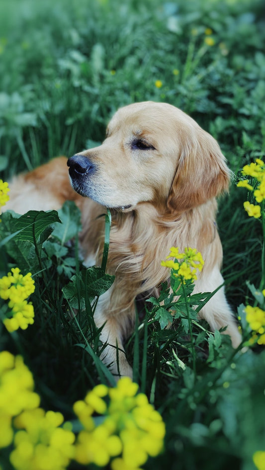 Cancer in Dogs: Early Signs and Breeds as Risk