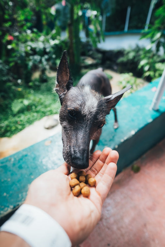 Choosing the Best Dog Food for Your Pup